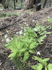 Campanula scouleri