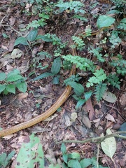 Chironius spixii