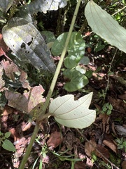 Passiflora lancearia