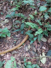 Chironius spixii