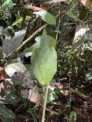 Passiflora lancearia