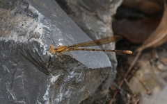 Argia rhoadsi
