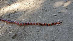 Lampropeltis zonata