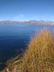 Schoenoplectus californicus