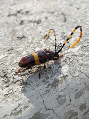 Trachyderes elegans