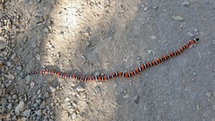 Lampropeltis zonata