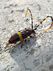 Trachyderes elegans
