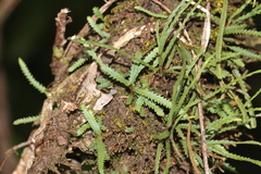 Cochlidium serrulatum