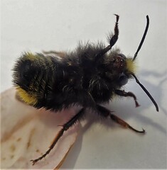 Bombus caliginosus