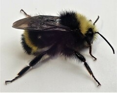 Bombus caliginosus