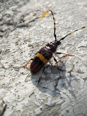 Trachyderes elegans