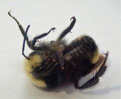 Bombus caliginosus