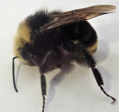 Bombus caliginosus