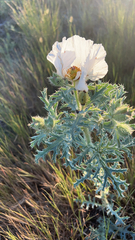 Argemone hispida