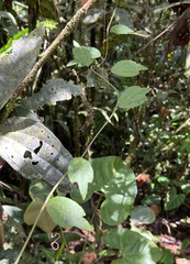 Passiflora lancearia