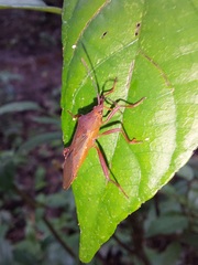 Namacus