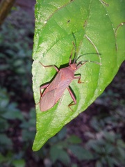 Namacus