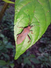 Namacus