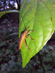 Namacus