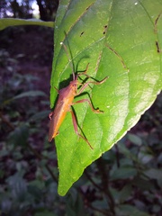 Namacus
