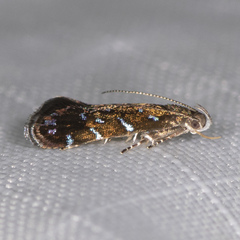 Strobisia iridipennella