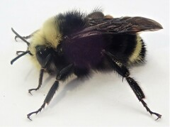 Bombus caliginosus