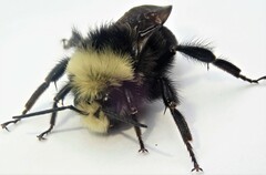 Bombus caliginosus