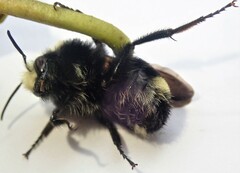 Bombus caliginosus