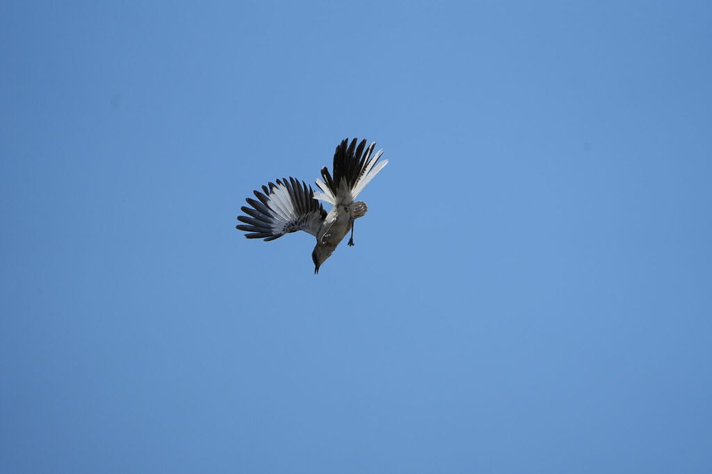 Northern Mockingbird from Las Vegas, NV, USA on June 19, 2022 at 0135