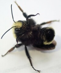 Bombus caliginosus