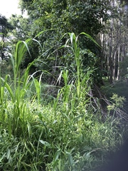 Setaria magna