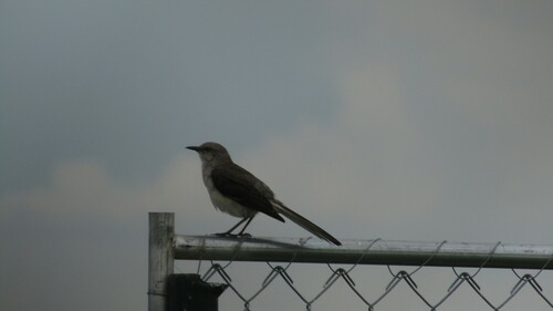 Mimus polyglottos image