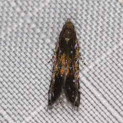 Strobisia iridipennella
