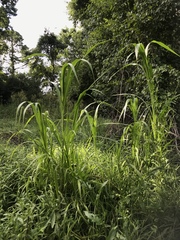 Setaria magna