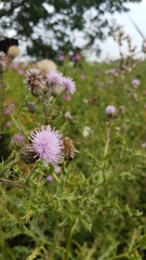 Apis mellifera