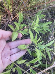 Physalis virginiana