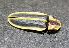Pyractomena angulata