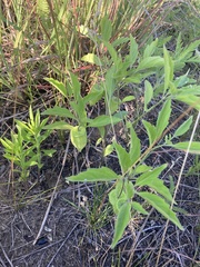 Physalis virginiana