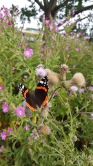 Vanessa atalanta