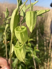 Physalis virginiana