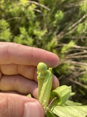 Physalis virginiana