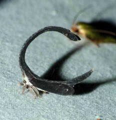 Falculifera