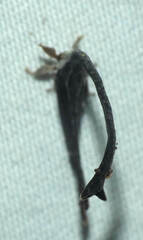 Falculifera