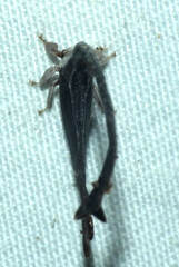 Falculifera