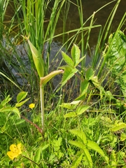 Angelica genuflexa