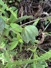 Passiflora lancearia