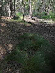 Juncus coriaceus