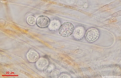 Scutellinia minor