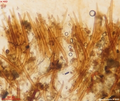 Scutellinia minor