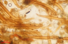 Scutellinia minor